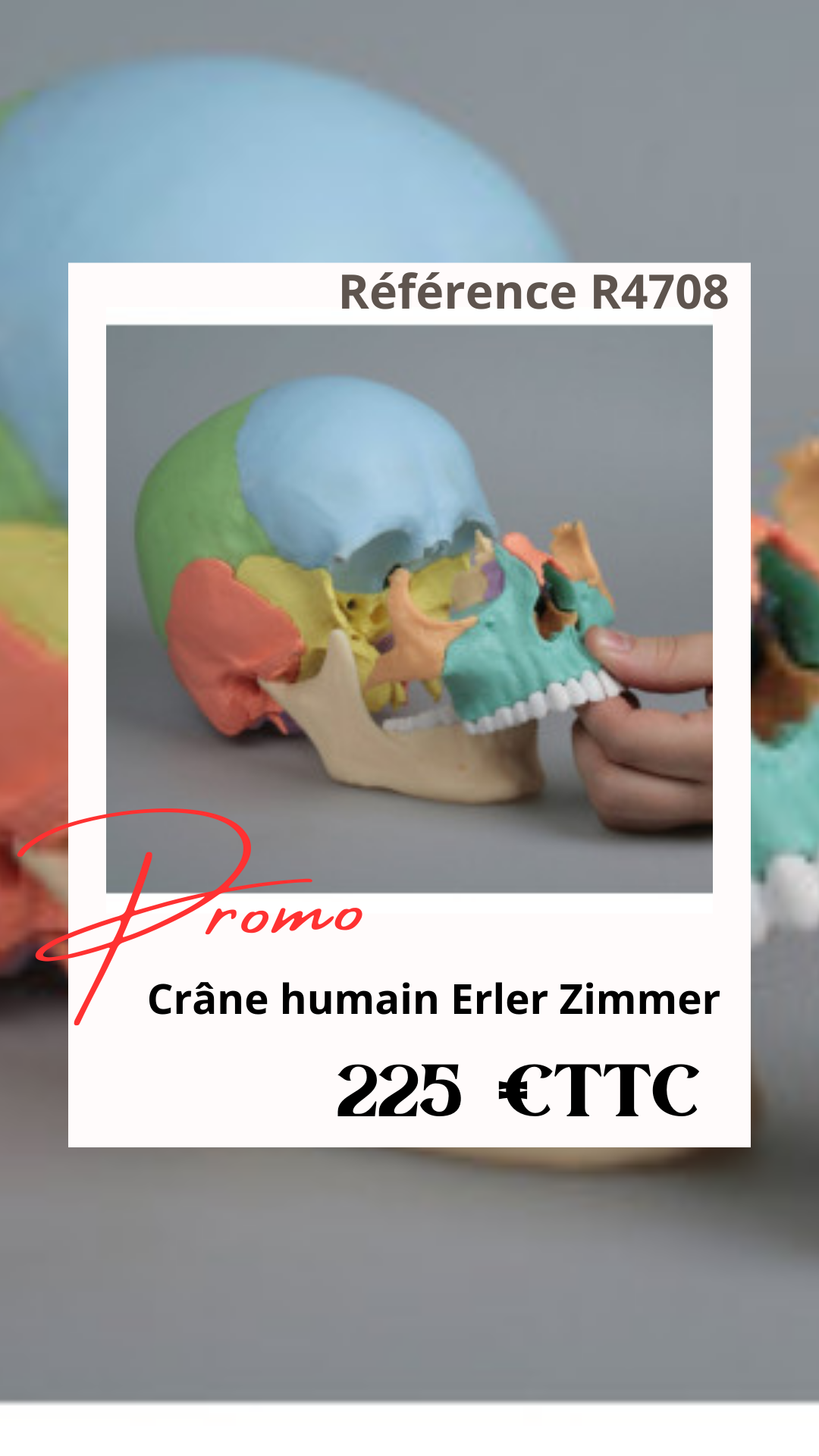 anatomie